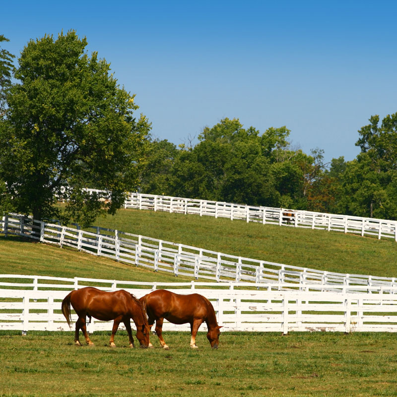 farm fencing with horses